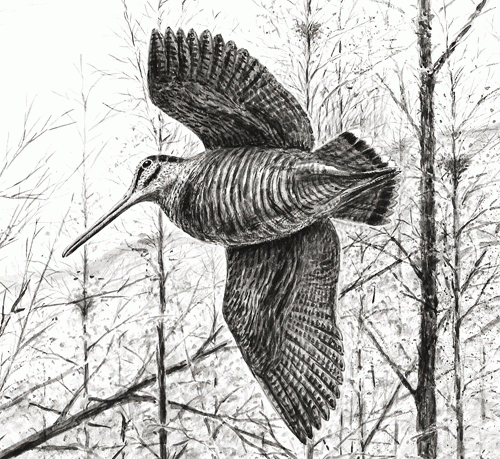 Aves