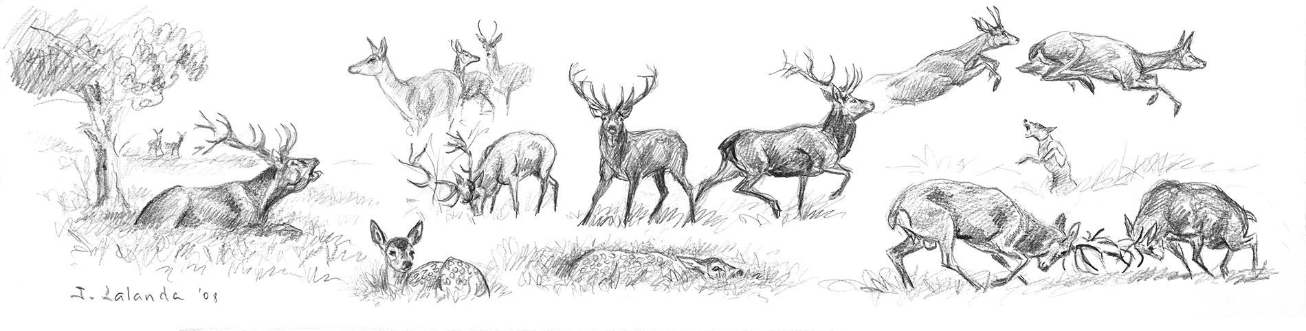 Venado